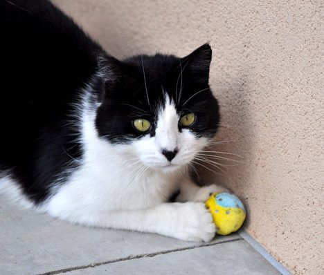 Everything to Know about Cat Toys, Food and Supplies
